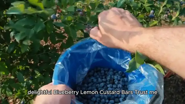 'Video thumbnail for Blueberry Lemon Custard Bars'