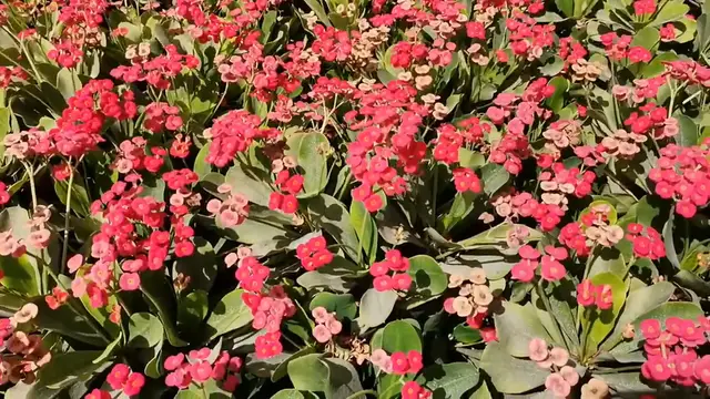 Video thumbnail for Nature (14)