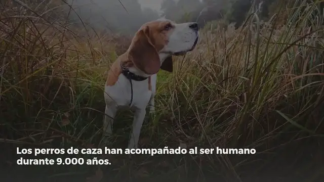 Video thumbnail for Las 10 mejores razas de perros de caza
