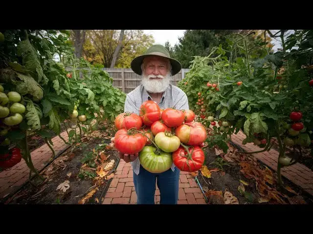 'Video thumbnail for How I Grew MASSIVE Tomatoes - Just Do THIS!'