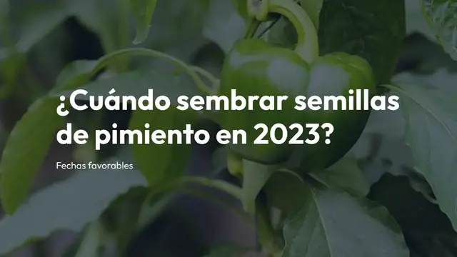 Video thumbnail for ¿Cuándo sembrar semillas de pimiento en 2023? Fechas favorables