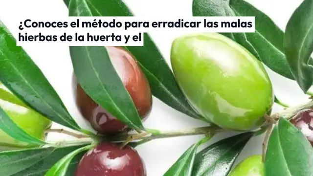 Video thumbnail for El método para erradicar las malas hierbas del jardín de forma natural