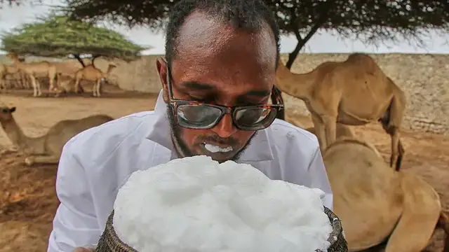 'Video thumbnail for Camels at the heart of Somalia’s agricultural transformation'