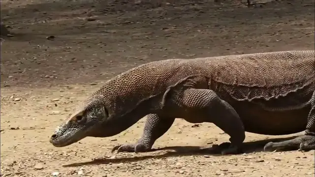 Video thumbnail for Komodo Dragon |  Animals |  No Copyright Video |  Free Stock Footage