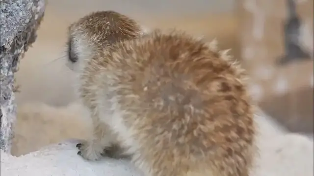 Video thumbnail for Meerkat  | No copyright video  | nature videos |  Animal video |  Copyright free video