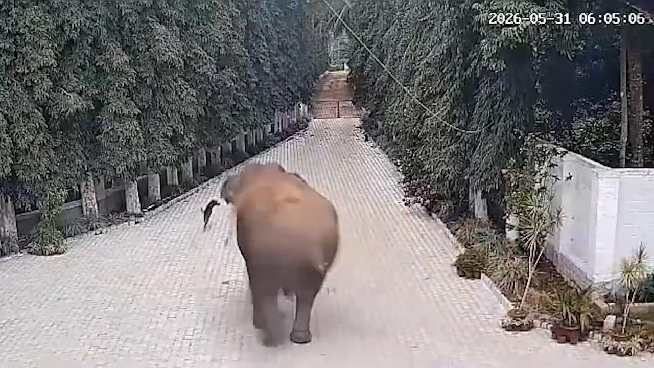 Video thumbnail for India: Wild elephant storms into farmhouse compound as barking dogs trigger tense chase across village.