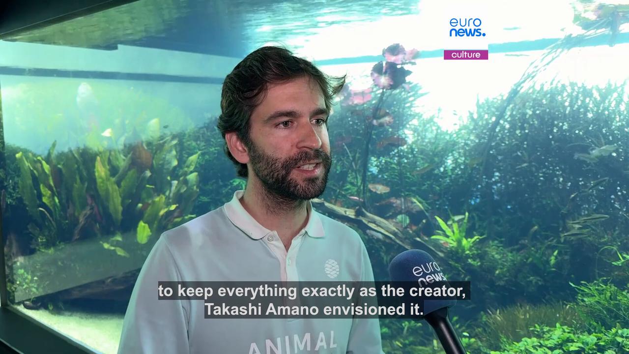 Video thumbnail for An aquatic adventure ends: Lisbon's Oceanarium to close 'Forests Underwater' exhibition