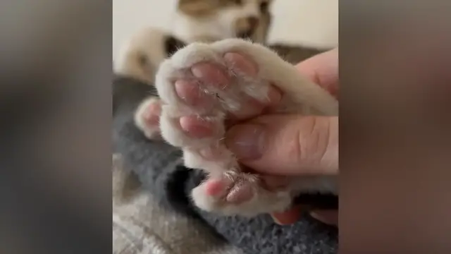 Video thumbnail for Most toes on a cat - 28 held by Toby Henderson
