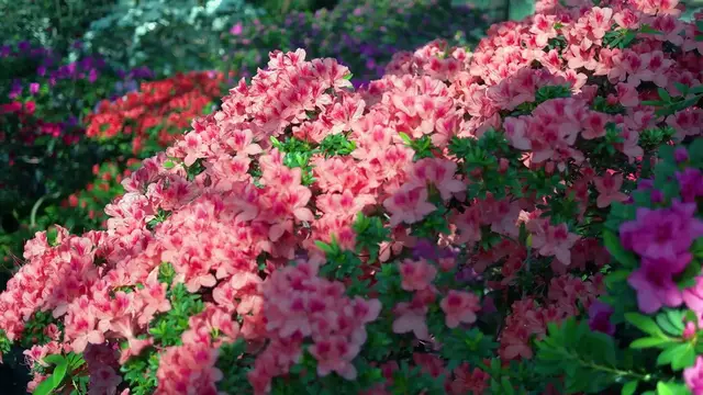 Video thumbnail for Fastest Way to Establish Azaleas for Healthy Growth