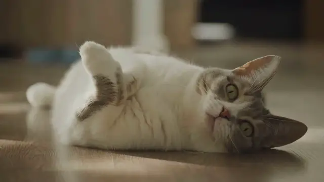 Video thumbnail for Vinyl Flooring for Pet-Friendly Homes – Durable and Low-Maintenance Options