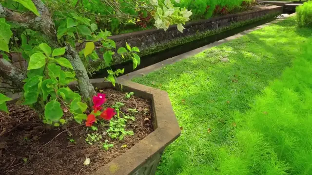 Video thumbnail for Hosta Flowering Tips