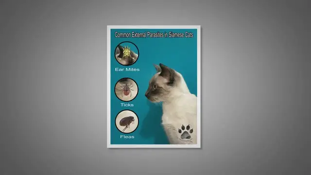 Video thumbnail for Common Parasites In Siamese Cats And How To Prevent And Eliminate Them