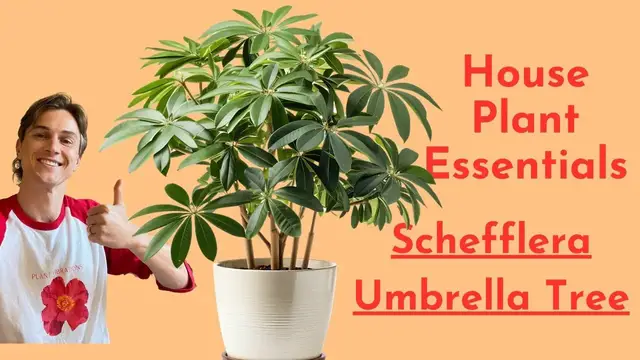 Video thumbnail for Schefflera Plant Care - How to Grow the Umbrella Plant Successfully - Houseplant Essentials