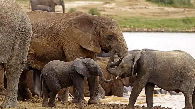 Video thumbnail for WWF report says reason for hope despite wildlife population decline