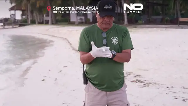Video thumbnail for Tiny turtles take their first steps towards the sea