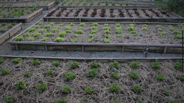 Video thumbnail for Mastering Raised Garden Beds: Expert Tips and Techniques for a Flourishing Garden