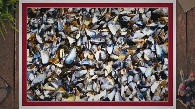 Video thumbnail for What are Mussel Shells Made of? Composition of Mussel Shells