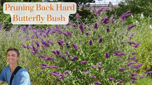Video thumbnail for Butterfly Bush Hard Pruning - How to Cut Back Overgrown Buddleia for Better Flowering & Growth