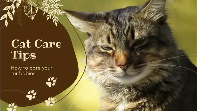 'Video thumbnail for Embark on a journey to understand and care for our beloved pets'