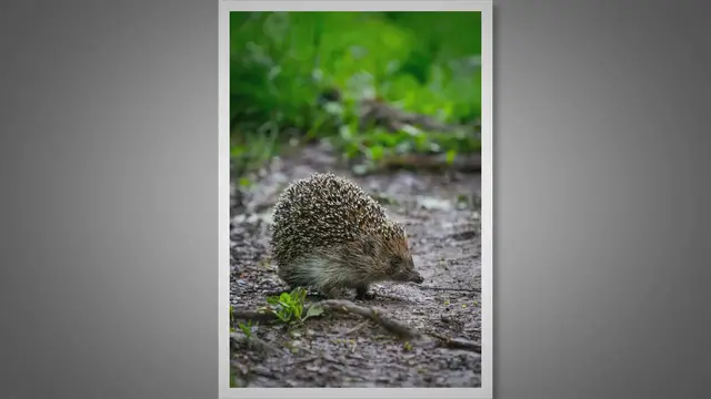 Video thumbnail for Do Hedgehogs Have Quills? Nature's Prickly Defense Mechanism