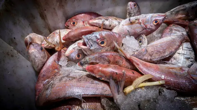'Video thumbnail for Gambian fishermen battle foreign trawlers as dwindling fish stocks threaten livelihoods'