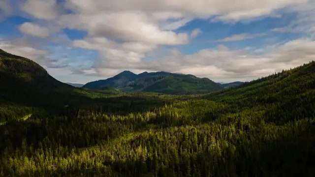 Video thumbnail for Trump moves to open 44 million forest acres to roads, logging, citing wildfire risk