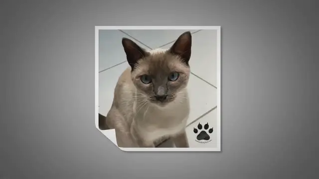 Video thumbnail for Do Siamese Cats Purr?