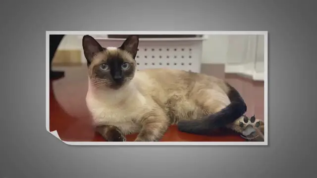 Video thumbnail for How To Choose a Cat Litter Box for Siamese Cats