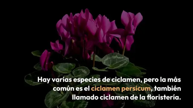 Video thumbnail for Aquí se explica cómo multiplicar ciclamen y tener un balcón lleno de flores de una sola planta: