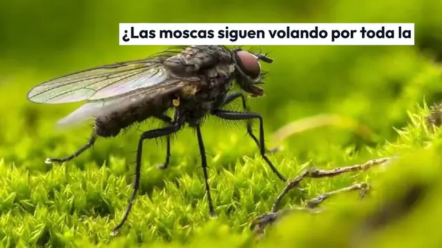 Video thumbnail for Pon esto en la cocina, después de 10 minutos no verás más moscas volando.