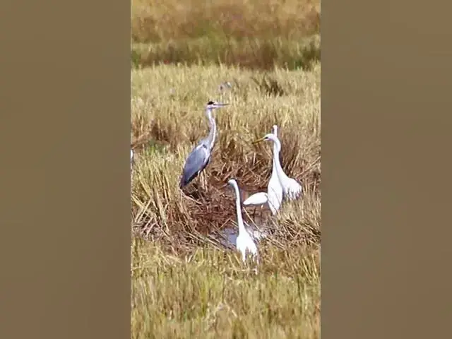 Video thumbnail for Top Cockroach bird 16  #dovebird #smallbird #birds #bird #shortdove #nestdove #babiesdove