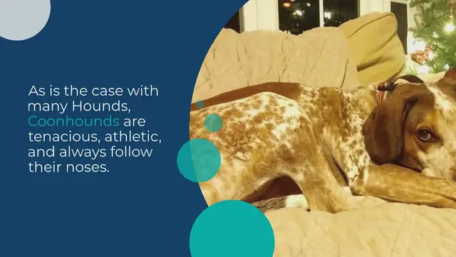 Video thumbnail for The different types of Coonhounds (with pictures!)