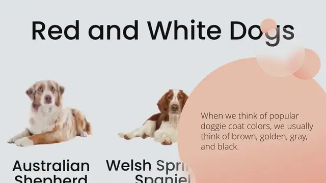Video thumbnail for 15 Beautiful Red and White Dogs (With Pictures!)