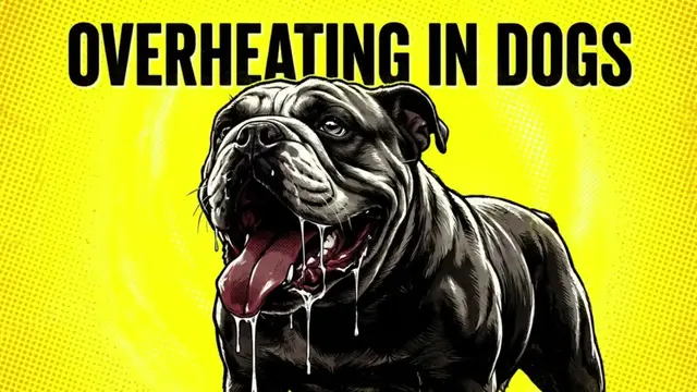 Video thumbnail for How to Protect Your Dog From Heatstroke and Overheating?