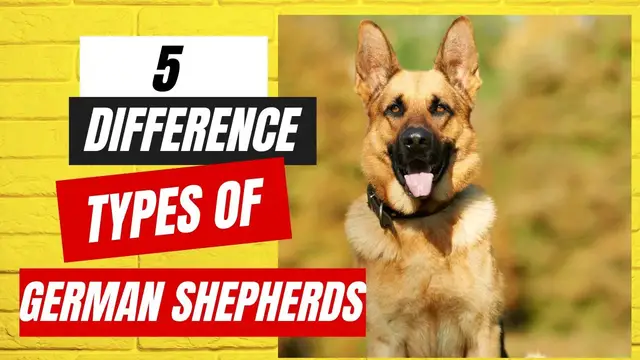 Video thumbnail for 5 Different Types of German Shepherds, Which one is the Best for a Family dog
