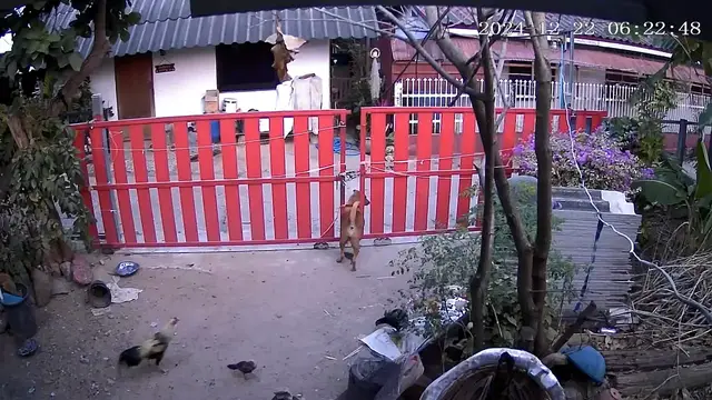 Video thumbnail for Dog Has Trouble Passing Through Gate in Thailand