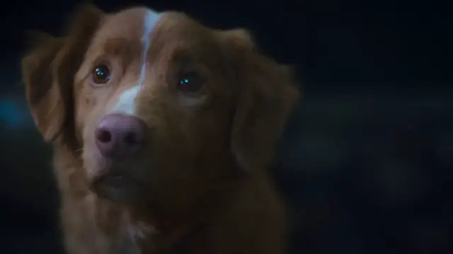 'Video thumbnail for Good Boy: Exclusive PSA Regarding the Dog's Fate'