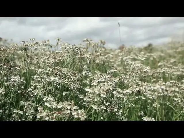 Video thumbnail for Breeze Blowing Flowering Plants