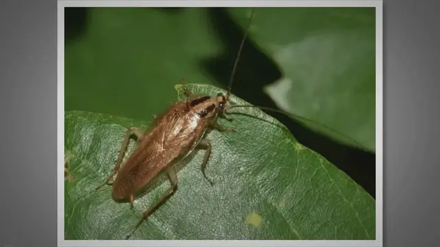 'Video thumbnail for Can Cockroaches Survive Nuclear Radiation and Extreme Conditions Like Outer Space?'