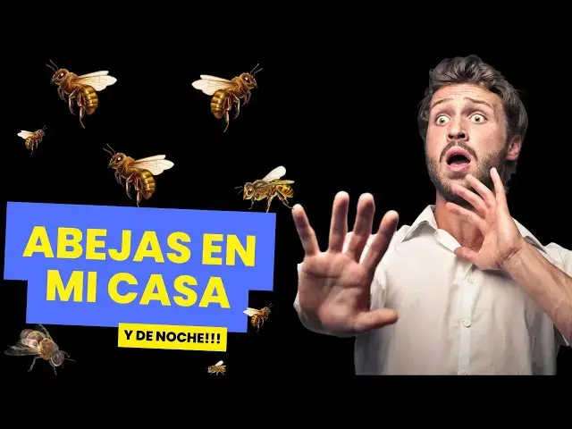 Video thumbnail for Que significa que entre una abeja a tu casa de noche ¡Hay un mensaje!