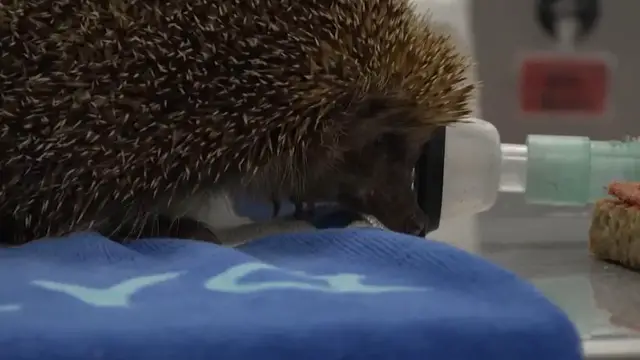'Video thumbnail for French animal shelters see surge in heatwave cases'