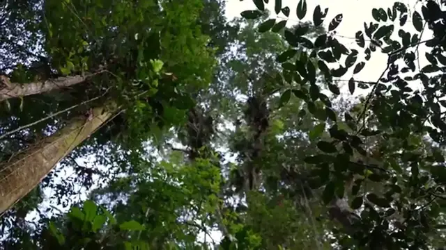 'Video thumbnail for Rare Tribal Food With Lost Tribe In The Amazon Jungle!!'