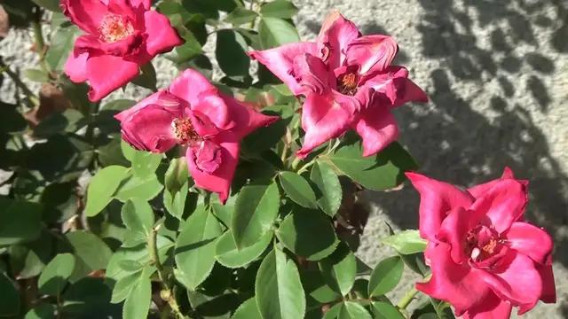 Video thumbnail for How to Grow Climber Rose Plants