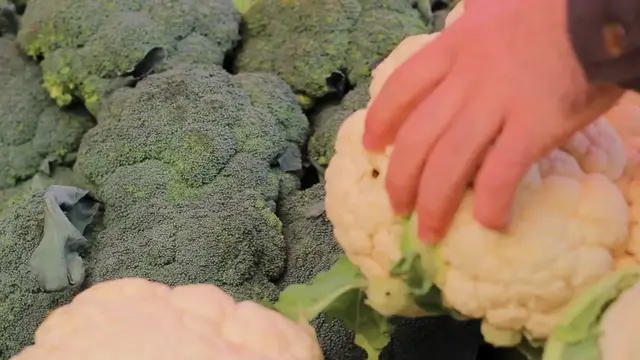 Video thumbnail for Cauliflower Harvest