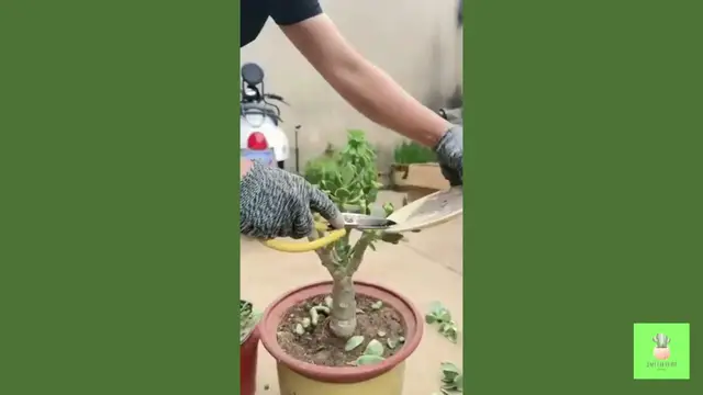 'Video thumbnail for The Surprising Truth About Succulent Care Nobody Tells You '