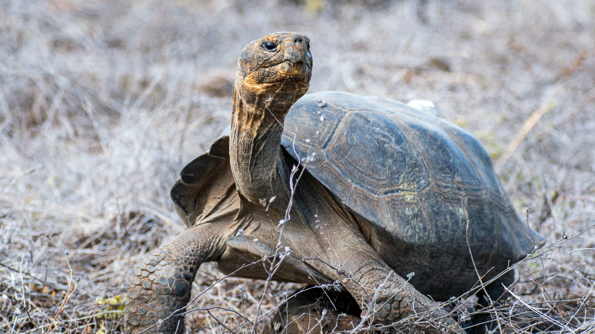 Video thumbnail for Giant tortoises return to Galapagos island after 150 years