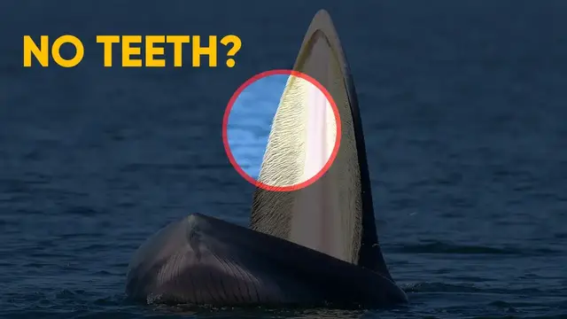 Video thumbnail for 12 Fascinating Facts about Blue Whales