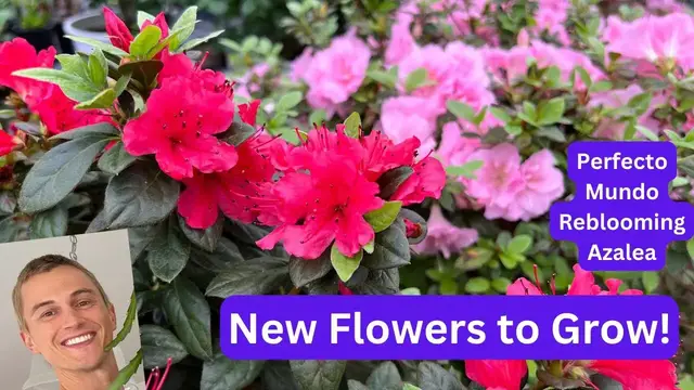 Video thumbnail for ReBlooming AZALEA Perfecto Mundo - Try this New Plant!