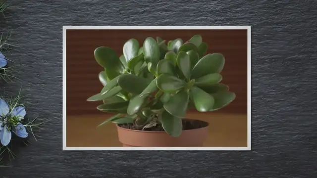 Video thumbnail for Jade Plant Care: Nurture Your Money Plant for Good Luck