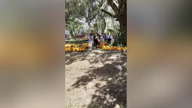 Video thumbnail for Emotional Proposal While Collecting Service Dog | Happily TV